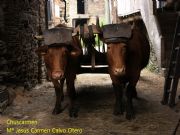 Vacas  en Bustelo. Vida rural